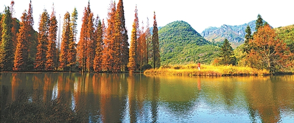 陽山縣杜步鎮(zhèn)東山村：秋葉