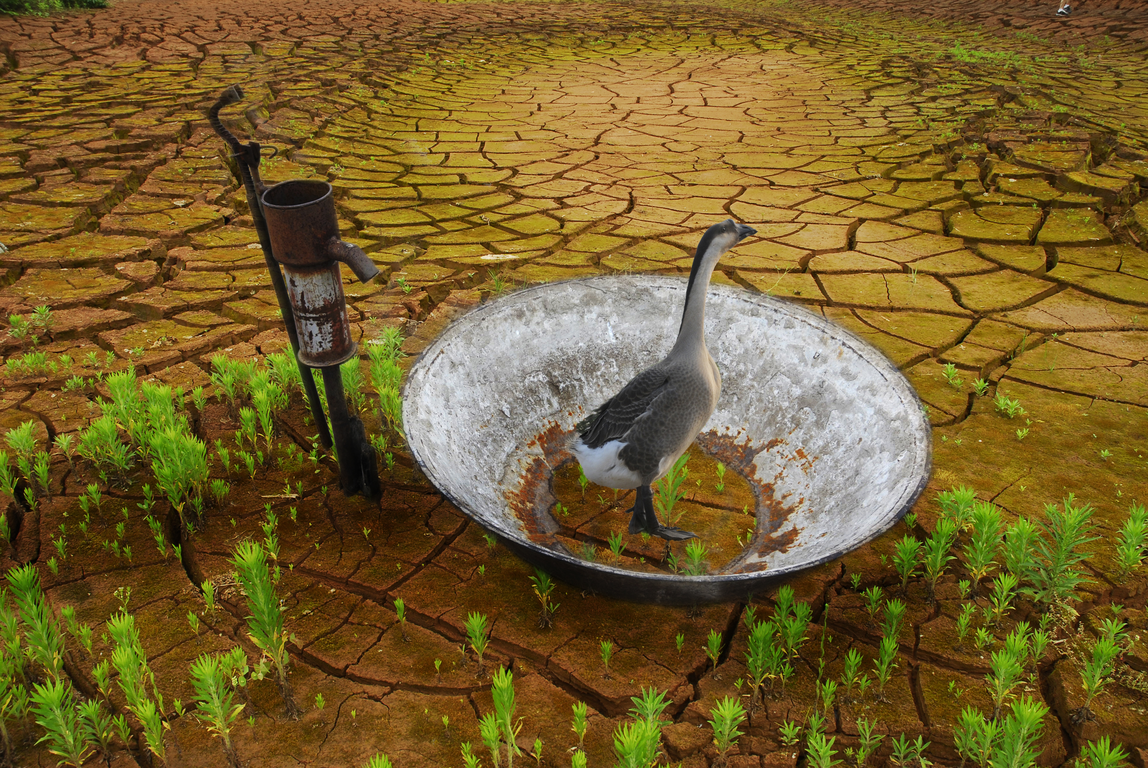 困惑  榮獲大眾攝影雜志2009雙周賽佳作獎(jiǎng)。.jpg